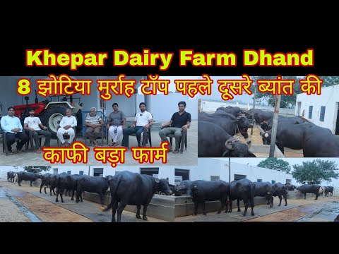 Khepar Dairy Farm Dhand 👍 8 झोटिया murrah top पहले और दूसरे ब्यांत की सेल के लिए ( 9996939520)