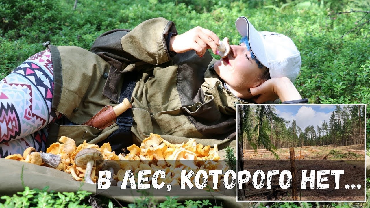 ГРИБЫ В БЕЛАРУСИ 2019 ПОШЛА В ЛЕС. КАКАШКИ горят? Жаренка из лисичек 109