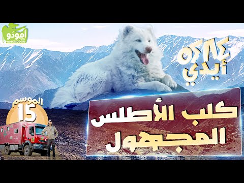 Aydi أمودّو 201  |  /  أيدي، كلب الأطلس المجهول ✅