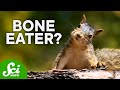Carnivorous Habits of Supposed Herbivores