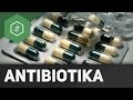 antibiotika-wirkung/