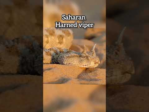"Invisible Animals That You Will Not Find" | invisible Animals | #facts #shortvideo #factvideo #fact