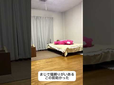 まじで猫頼りがいある、この前助かった