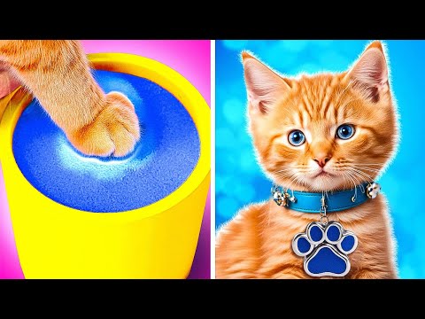 🐾✨ Cambio de imagen de un gatito sin hogar 😱 Gadgets y trucos para mascotas