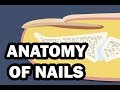 Exploring the Anatomy and Functions of Nails
