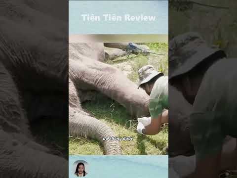 Chú Voi Này Đã May Mắn Sống Sót Sau Khi Bị Rắn Hổ Mang Chúa Cắn #short #shorts #viralvideo