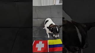 Switzerland vs Colombia #worldcup #worldcup2026 #soccerpredictions #roundof16 #switzerland #colombia