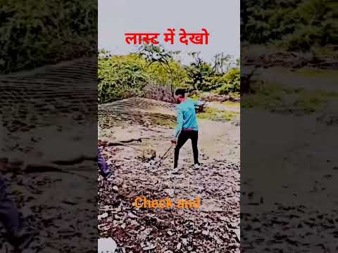 kitne suar pakde jhale me कितने सुअर पकड़े झाले में