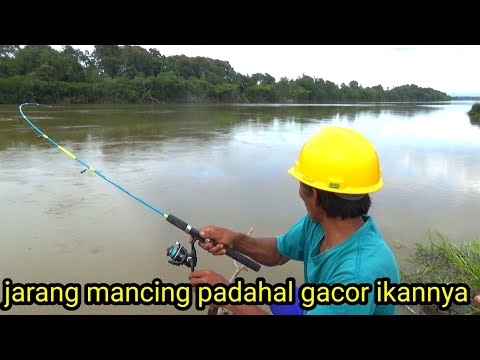 Jarang memancing padahal ikannya gacor
