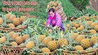 FULL VIDEO: 368 days to harvest pineapple, take bamboo shoots, radishes, catch fish| Ly Thi Ca -Ep.7