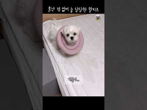 (120만뷰)강아지를 혼내지 않고 키우면 생기는일 #말티즈 #dog #shorts