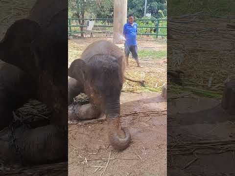 โชคมงคลหนุ่มน้อยสุดหล่อ พังสายฟ้า Elephant โชคมงคลหนุ่มน้อยสุดหล่อ