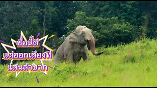 ถึงจะมีเขา แต่ความเหงาดังเกิด (ถ้าไม่มีช้างป่า)