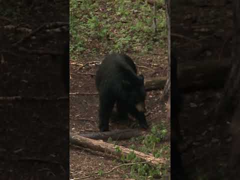 Bear FALLS out of TREE - EPIC SHOT #bear #viralvideo #wildlife #outdoors