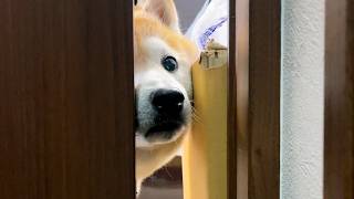 柴犬の部屋の戸を少し開けたまま、しばらく放置しておくと・・・