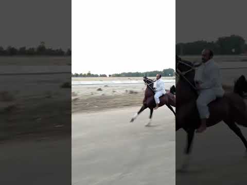 الخيل العربيه