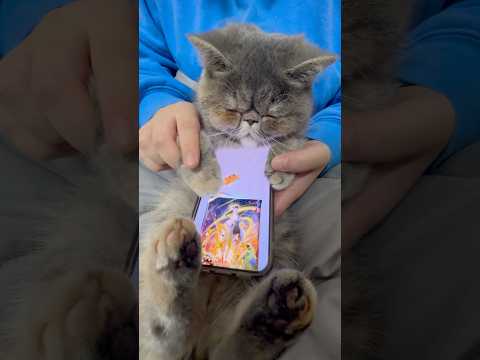 ほこりポケポケ開封 #猫 #ポケポケ #ポケポケ開封チャレンジ