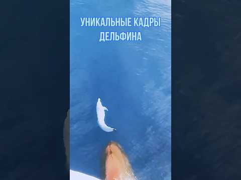 Уникальные кадры дельфина #дельфин #природа