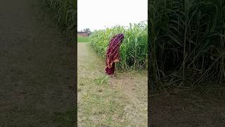 लड़की अभी इसी में होगी #youtubeshorts #shortvideo #comedy #shorts