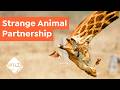 Animal Mutualism and Relationships