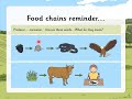 Food Chain Roles and Definitions