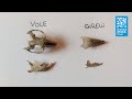 Owl Pellet Dissection Techniques
