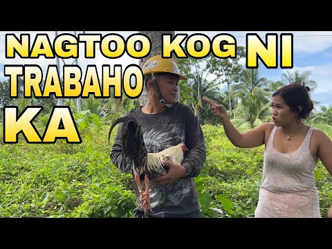 SUGAROL NGA BANA 🤣 2