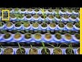Understanding Plant Genetics and Environment Interaction