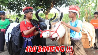 ADU BANTENGAN SAPI VS MANGAPAN SIAPAKAH YANG PALING MBEROT KALAP KERASUKAN DEMIT