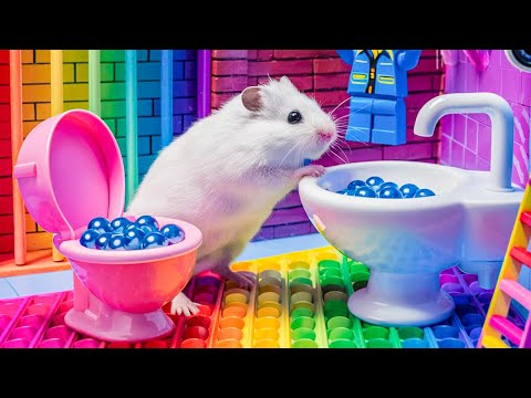 🐹 Hamster’s Great Escape from the Colorful Pool Prison Maze