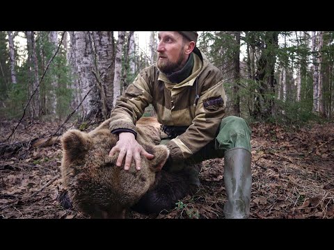 2 МЕСЯЦА ОХОТЫ НА МЕДВЕДЯ. ДОБЫТЬ С ПОДХОДА НА ПРИВАДЕ. ТАЁЖНЫЙ.