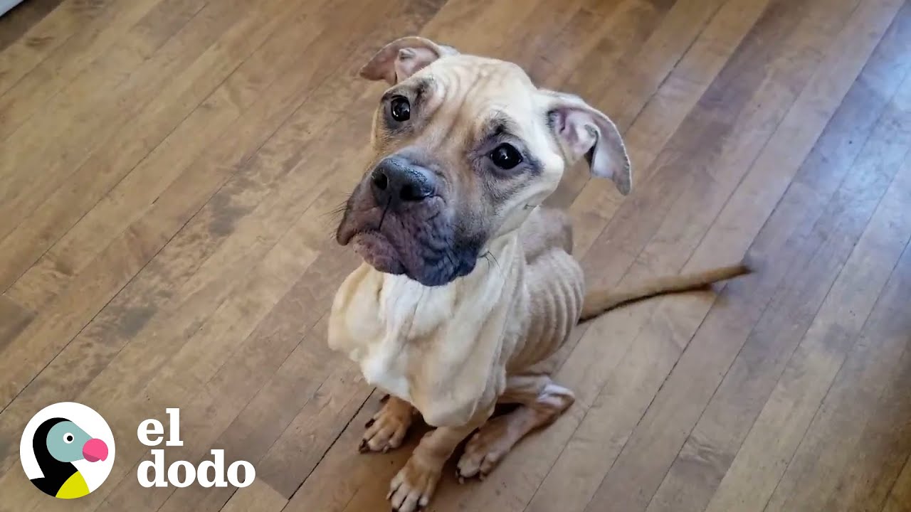 Pitbull flaco encontrado en un callejón en el frío helado