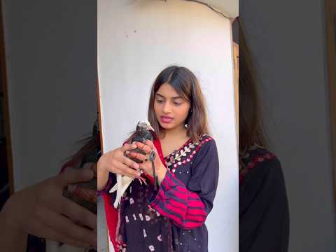 Part-1❤️कबूतर चाबी लेने गया😘#kabootar #training #video ❤️#pigeon #training #video #dosti 👌