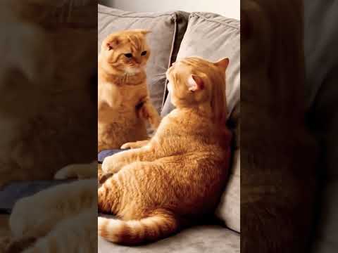 Divorzio ? 😂🤦‍♂️👀 #cat #funny #petsfofinhos #funnycats