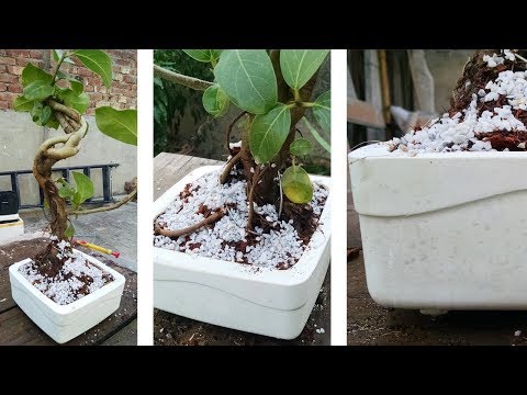 How to Make a Bonsai Pot? - BEAUTIFUL, White & Shiny!