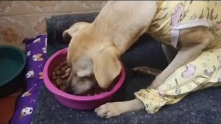 Olha o que aconteceu com a cachorrinha que fez a cirurgia