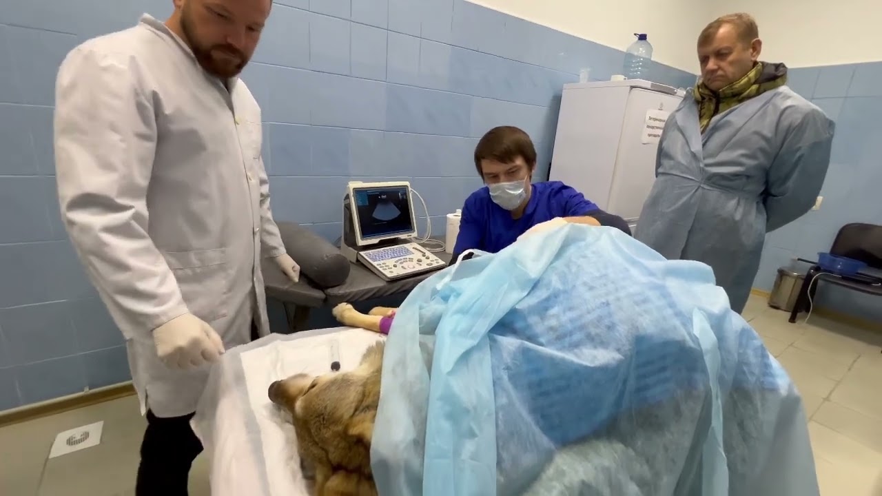 В животе у Херсонской волчице собралось ОЧЕНЬ МНОГО жидкости, даже не видны внутренние органы!