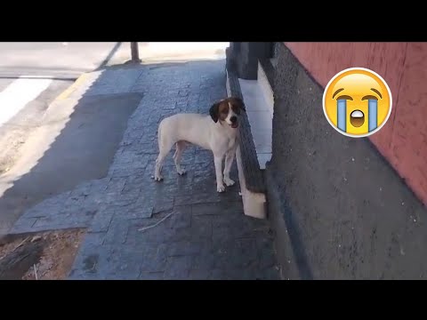 Cachorro de rua foi pedir comida e olha o que aconteceu