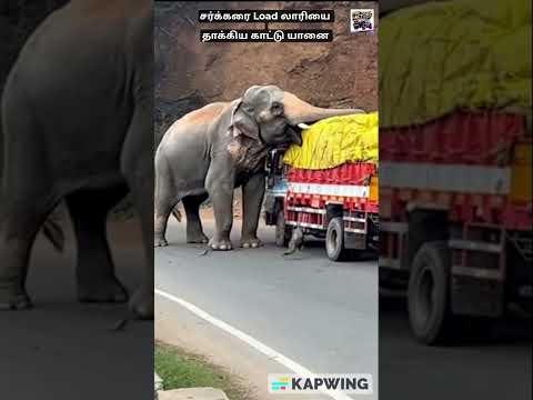 சர்க்கரை Load லாரியை தாக்கிய காட்டு யானை #shortsfeed #youtubeshorts #elephant #elephantattack #ai