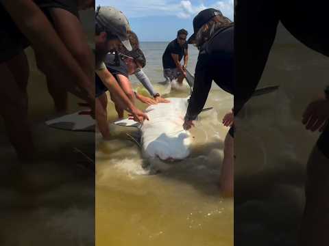 Fish got trapped in the net, people helped#shortvideo