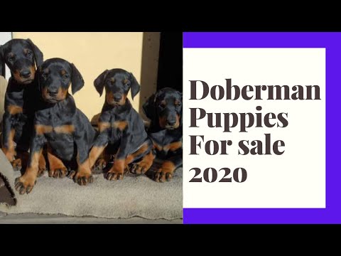 Doberman Puppies For Sale In California 07 2021