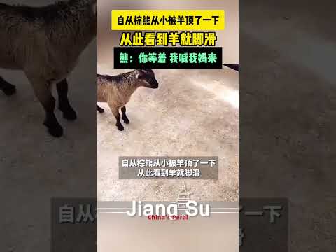 #搞笑 自从#棕熊 从小被羊顶了一下😂,从此看到羊就脚滑,熊:你等着 我喊我妈来#shortsvideo #animals #动物 #迷惑行为