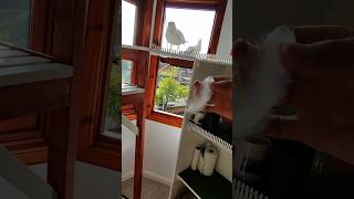 ¡Mi Mascota Gaviota Me Regala Una Pluma!