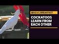 Cockatoo Behavior and Learning Techniques