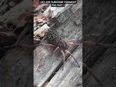NEVER HIT THIS WOLF SPIDER #spider #amazingfacts #factsinhindi #animals #shortsfeed #trendingshorts