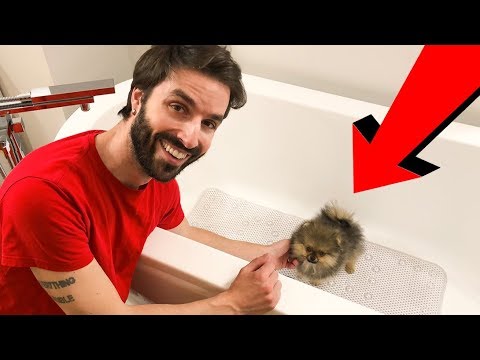 24H AVEC NOUS - PREMIER BAIN DE NOTRE BรBร CHIOT POMERANIAN