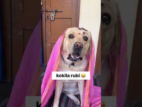 kokila rubi 😂 || labra rubi || #youtubeshorts #shorts #labrador #dog #funny #trending #viral #cute