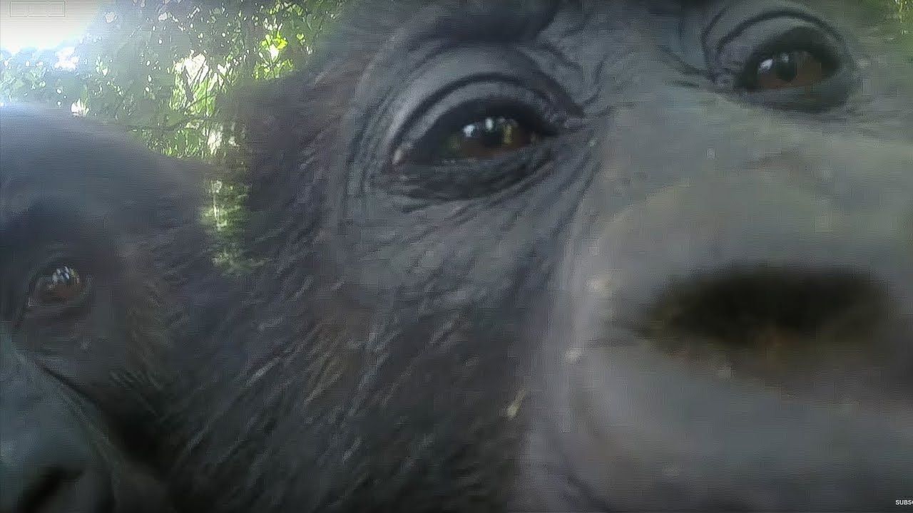 Mirror Mirror: Gorillas React To Their Reflection Gorilla Family and Me BBC Earth