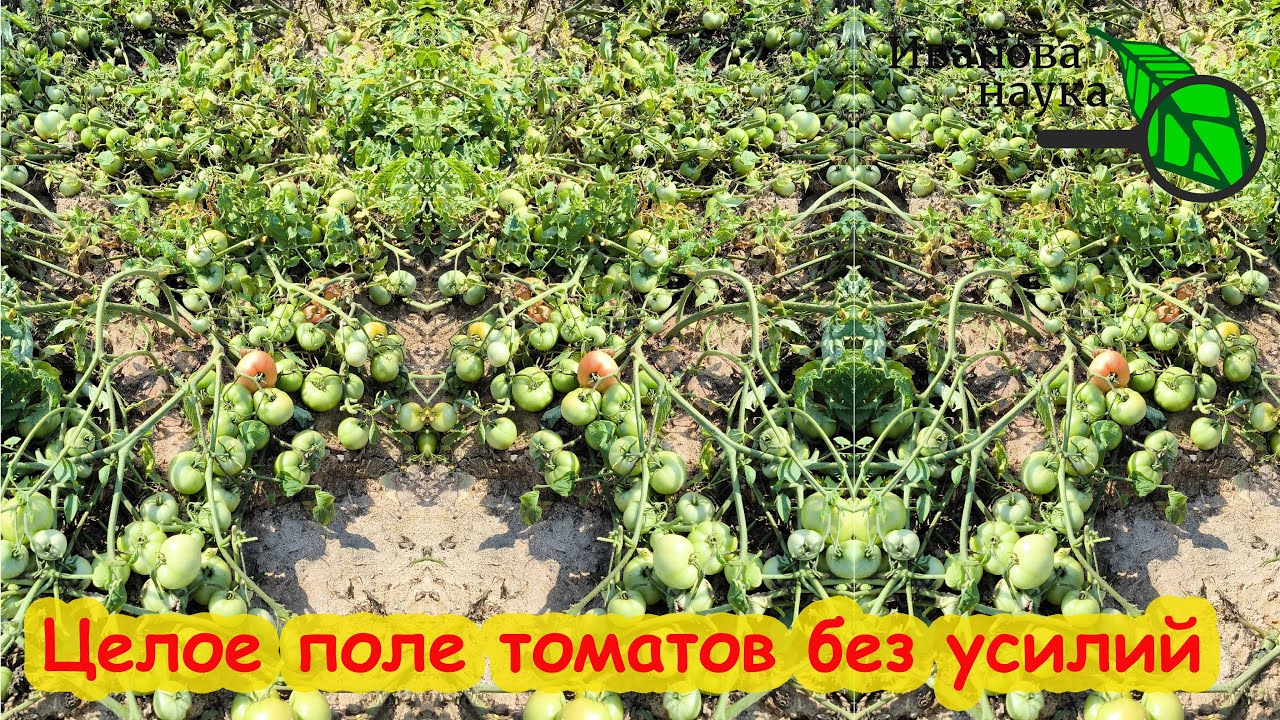 Запомните эту схему выращивания томата без подкормок и ухода. Целое поле томатов без без усилий.