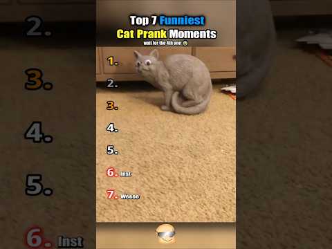 Top 7 Funniest Cat Prank Moments #cat #cute #funny #catlover #shorts #fyp
